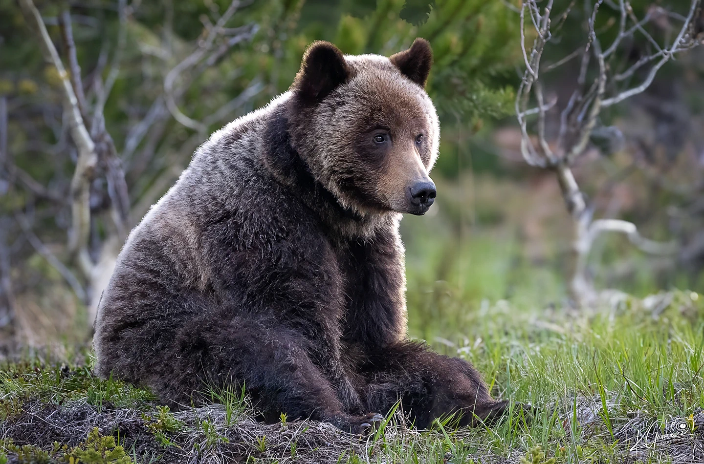 Grizzly bear sitting in a green meadow