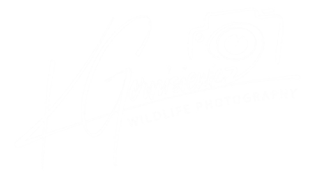 Signature of Chris Gornisiewicz