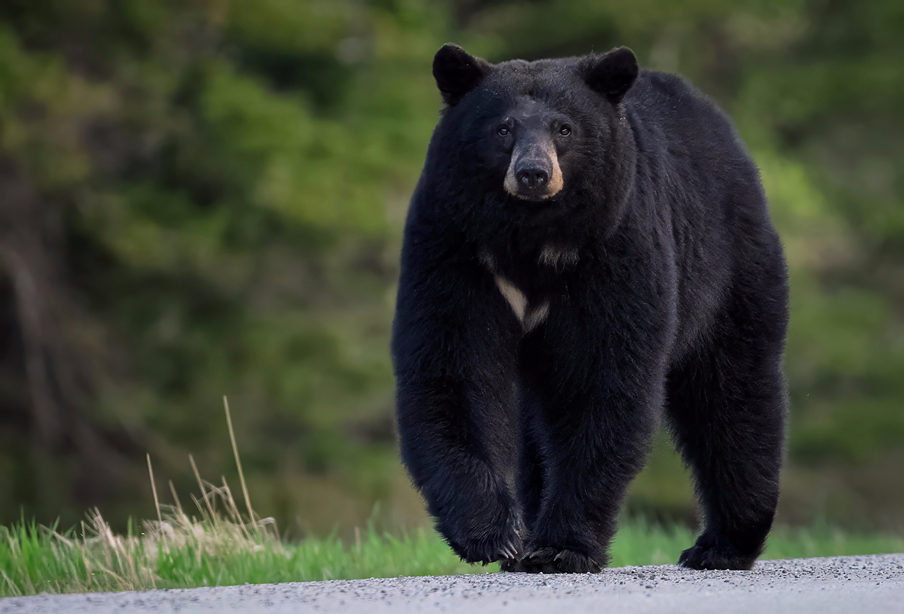 Wildlife photographed by Chris Gornisiewicz
